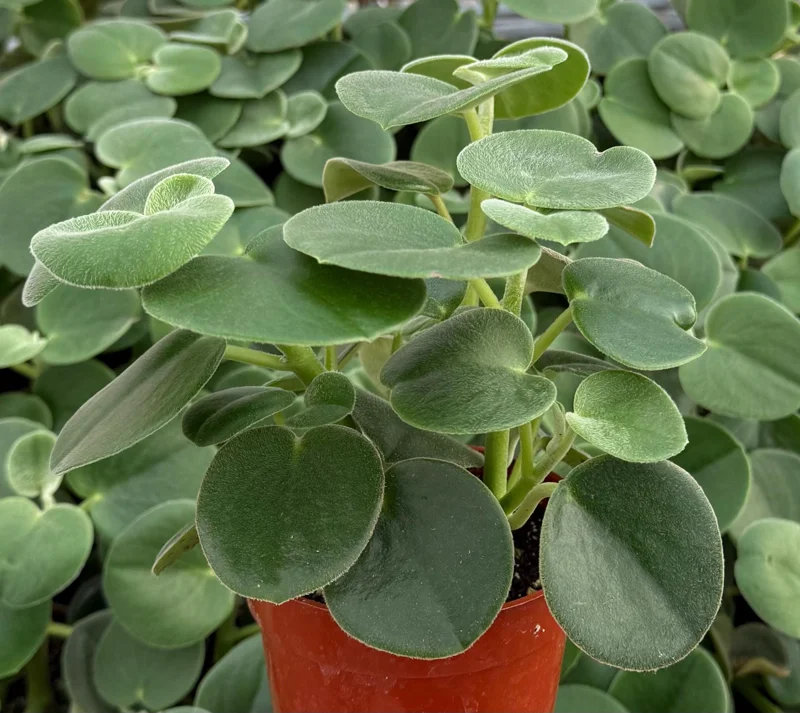 Felted Peperomia Live Plant - Peperomia Incana in 4 Inch Pot, Indoor Houseplant Felted Peperomia Live Plant - Peperomia Incana in 4 Inch Pot, Indoor Houseplant - Image 4