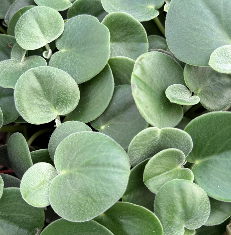 Felted Peperomia Live Plant - Peperomia Incana in 4 Inch Pot, Indoor Houseplant Felted Peperomia Live Plant - Peperomia Incana in 4 Inch Pot, Indoor Houseplant - Image 5