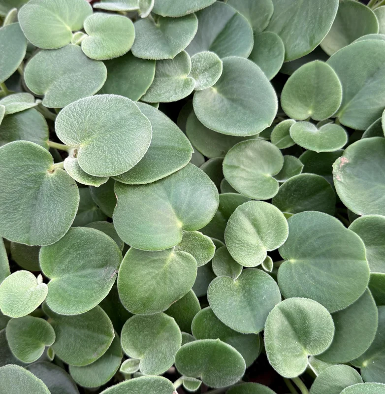 Felted Peperomia Live Plant - Peperomia Incana in 4 Inch Pot, Indoor Houseplant Felted Peperomia Live Plant - Peperomia Incana in 4 Inch Pot, Indoor Houseplant - Image 6