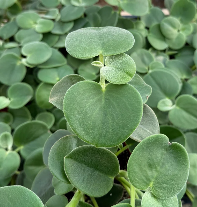Felted Peperomia Live Plant - Peperomia Incana in 4 Inch Pot, Indoor Houseplant Felted Peperomia Live Plant - Peperomia Incana in 4 Inch Pot, Indoor Houseplant - Image 1