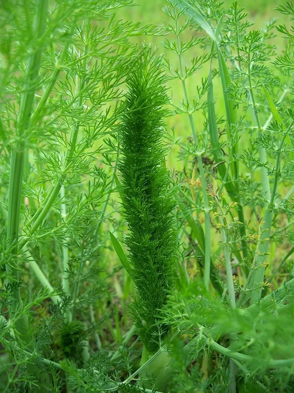 Fennel Seeds - 100 Count, Herb Seeds for Fern-Like Foliage & Licorice Flavor, Outdoor - Image 2