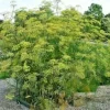 Fennel Seeds - 100 Count, Herb Seeds for Fern-Like Foliage & Licorice Flavor, Outdoor - Image 1
