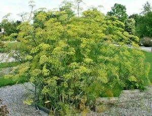 Fennel Seeds - 100 Count, Herb Seeds for Fern-Like Foliage & Licorice Flavor, Outdoor - Image 1