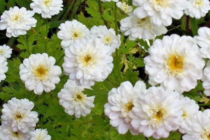 Feverfew Snowball Flower Seeds - Tanacetum Parthenium Floro Pleno - 200 Seeds, White, Outdoor Perennial - Image 2