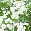 Feverfew Snowball Flower Seeds - Tanacetum Parthenium Floro Pleno - 200 Seeds, White, Outdoor Perennial - Image 1