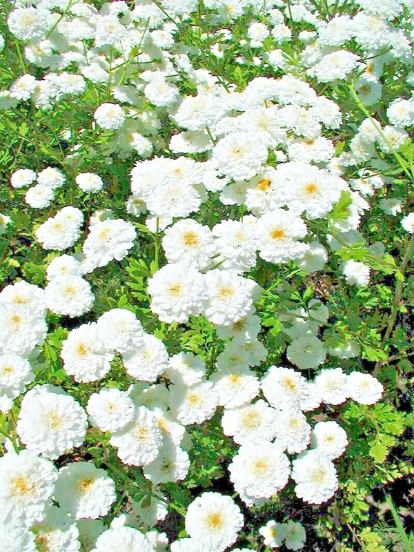 Feverfew Snowball Flower Seeds - Tanacetum Parthenium Floro Pleno - 200 Seeds, White, Outdoor Perennial - Image 1