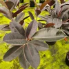 Ficus Burgundy Rubber Tree Live Plant, 4 Inch Pot, Indoor Houseplant - Image 1