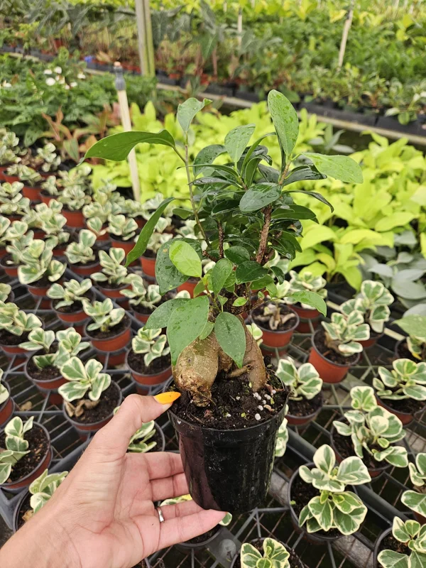 Ficus Ginseng Bonsai Tree Live Plant – 4 Inch Pot – Indoor Houseplant - Image 2