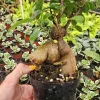 Ficus Ginseng Bonsai Tree Live Plant – 4 Inch Pot – Indoor Houseplant - Image 1