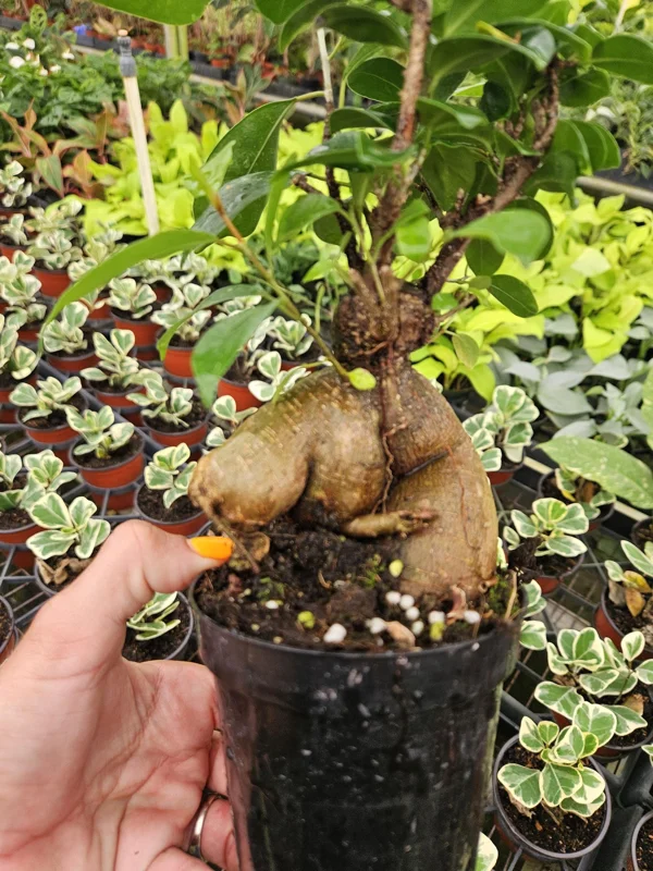 Ficus Ginseng Bonsai Tree Live Plant – 4 Inch Pot – Indoor Houseplant - Image 1