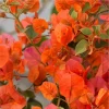 Fire Opal Bougainvillea Live Plants - 3 Pack, Orange Flowers, 4-8 Inch Tall - Image 1