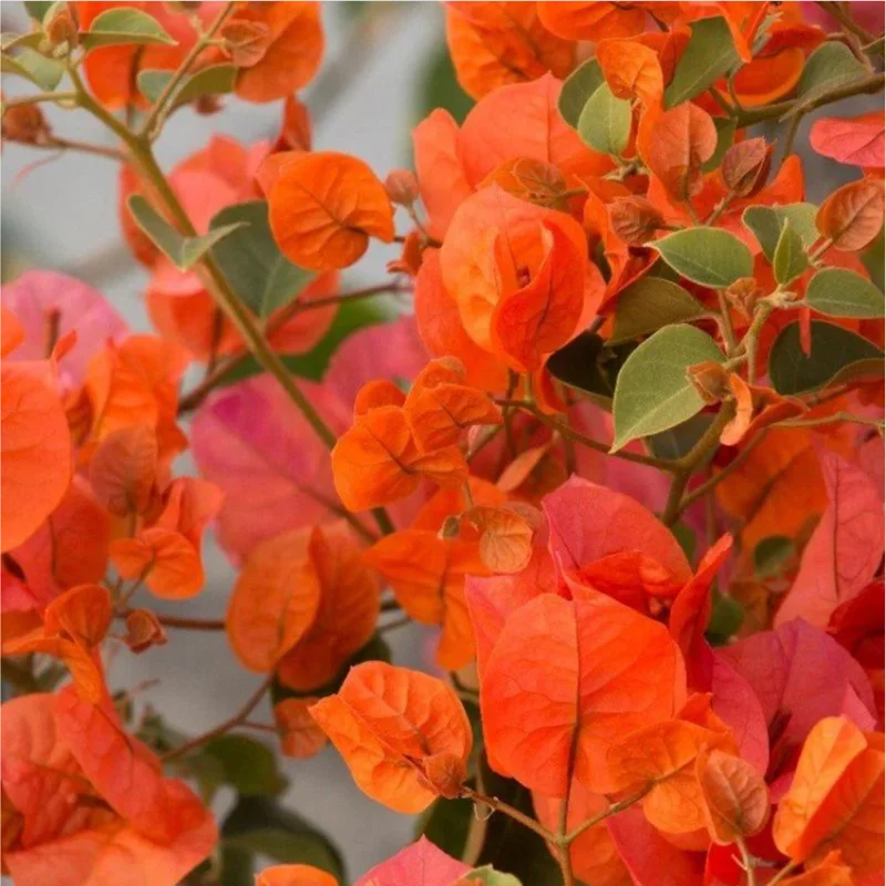 Fire Opal Bougainvillea Live Plants - 3 Pack, Orange Flowers, 4-8 Inch Tall Fire Opal Bougainvillea Live Plants - 3 Pack, Orange Flowers, 4-8 Inch Tall - Image 1
