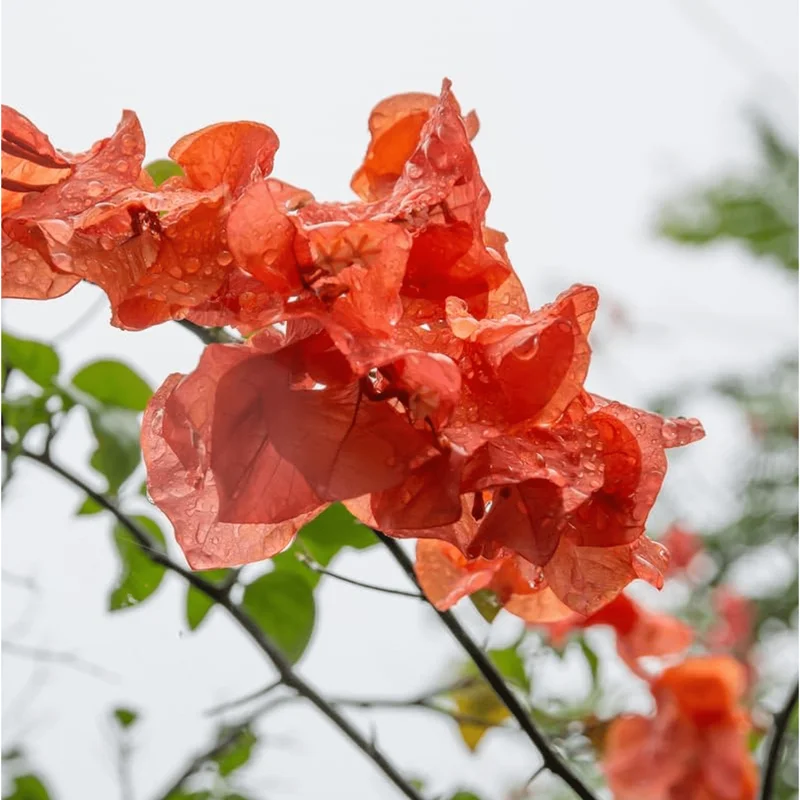 Fire Opal Bougainvillea Live Plants - 3 Pack, Orange Flowers, 4-8 Inch Tall Fire Opal Bougainvillea Live Plants - 3 Pack, Orange Flowers, 4-8 Inch Tall - Image 3