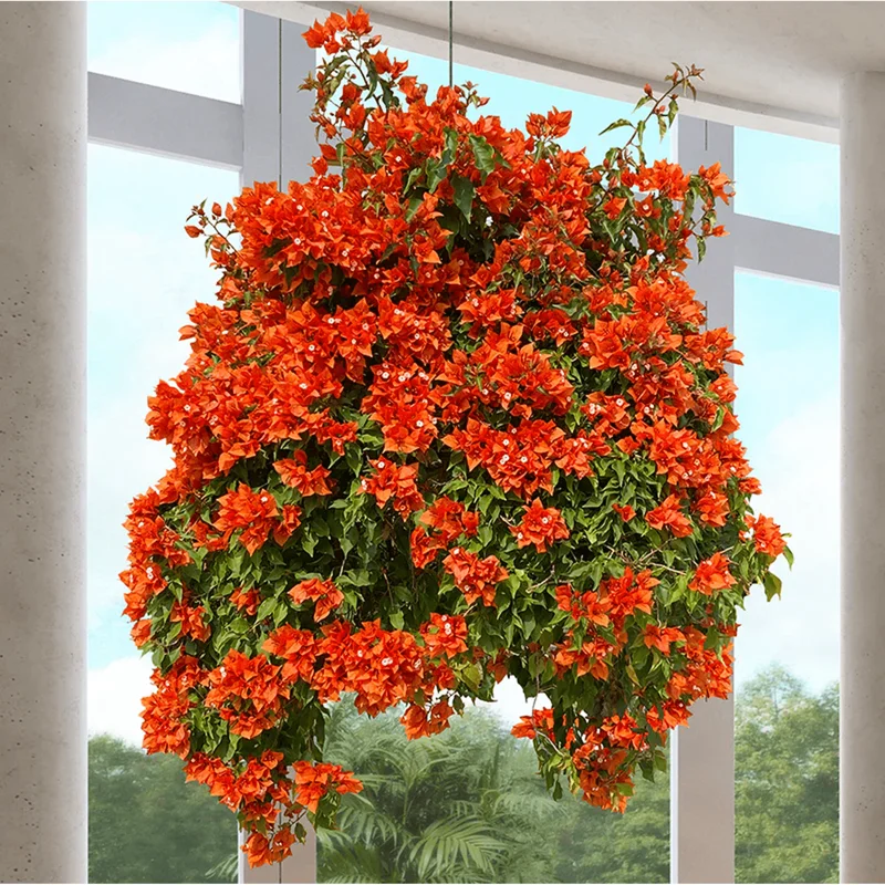 Fire Opal Bougainvillea Live Plants - 3 Pack, Orange Flowers, 4-8 Inch Tall Fire Opal Bougainvillea Live Plants - 3 Pack, Orange Flowers, 4-8 Inch Tall - Image 5