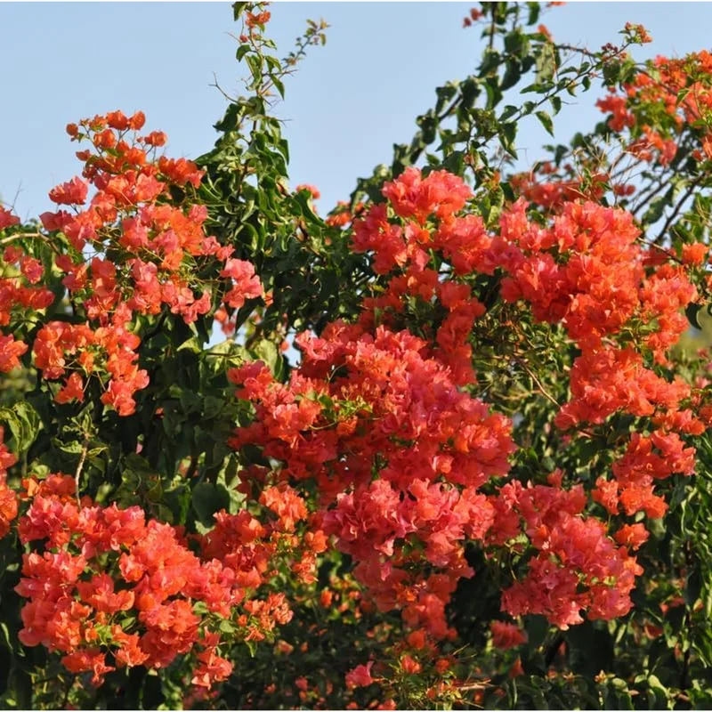 Fire Opal Bougainvillea Live Plants - 3 Pack, Orange Flowers, 4-8 Inch Tall Fire Opal Bougainvillea Live Plants - 3 Pack, Orange Flowers, 4-8 Inch Tall - Image 6