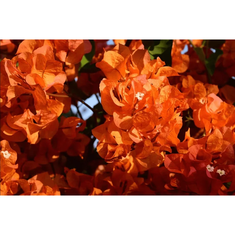 Fire Opal Bougainvillea Live Plants - 3 Pack, Orange Flowers, 4-8 Inch Tall Fire Opal Bougainvillea Live Plants - 3 Pack, Orange Flowers, 4-8 Inch Tall - Image 7