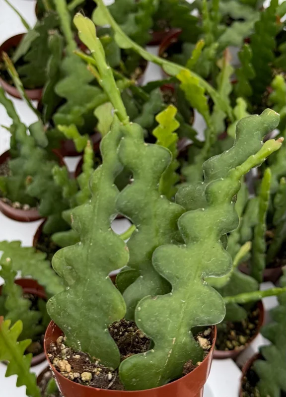 Fishbone Cactus Live Plant – Disocactus Anguliger – Zig Zag Houseplant in 2.5 Inch Pot Fishbone Cactus Live Plant – Disocactus Anguliger – Zig Zag Houseplant in 2.5 Inch Pot - Image 2