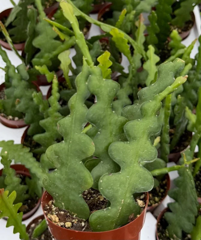 Fishbone Cactus Live Plant – Disocactus Anguliger – Zig Zag Houseplant in 2.5 Inch Pot Fishbone Cactus Live Plant – Disocactus Anguliger – Zig Zag Houseplant in 2.5 Inch Pot - Image 3