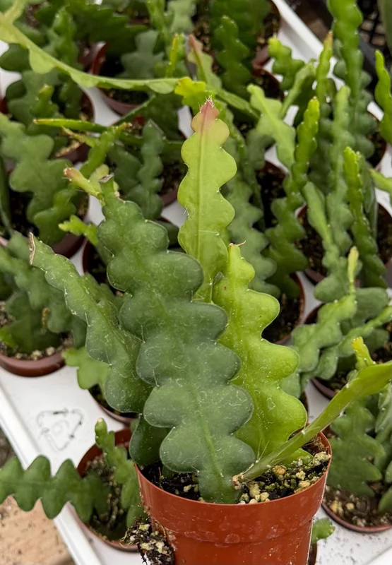 Fishbone Cactus Live Plant – Disocactus Anguliger – Zig Zag Houseplant in 2.5 Inch Pot Fishbone Cactus Live Plant – Disocactus Anguliger – Zig Zag Houseplant in 2.5 Inch Pot - Image 4