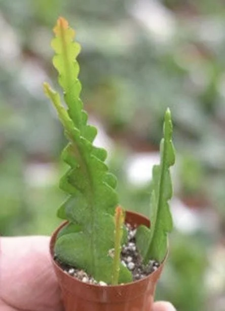 Fishbone Cactus Live Plant – Disocactus Anguliger – Zig Zag Houseplant in 2.5 Inch Pot Fishbone Cactus Live Plant – Disocactus Anguliger – Zig Zag Houseplant in 2.5 Inch Pot - Image 1