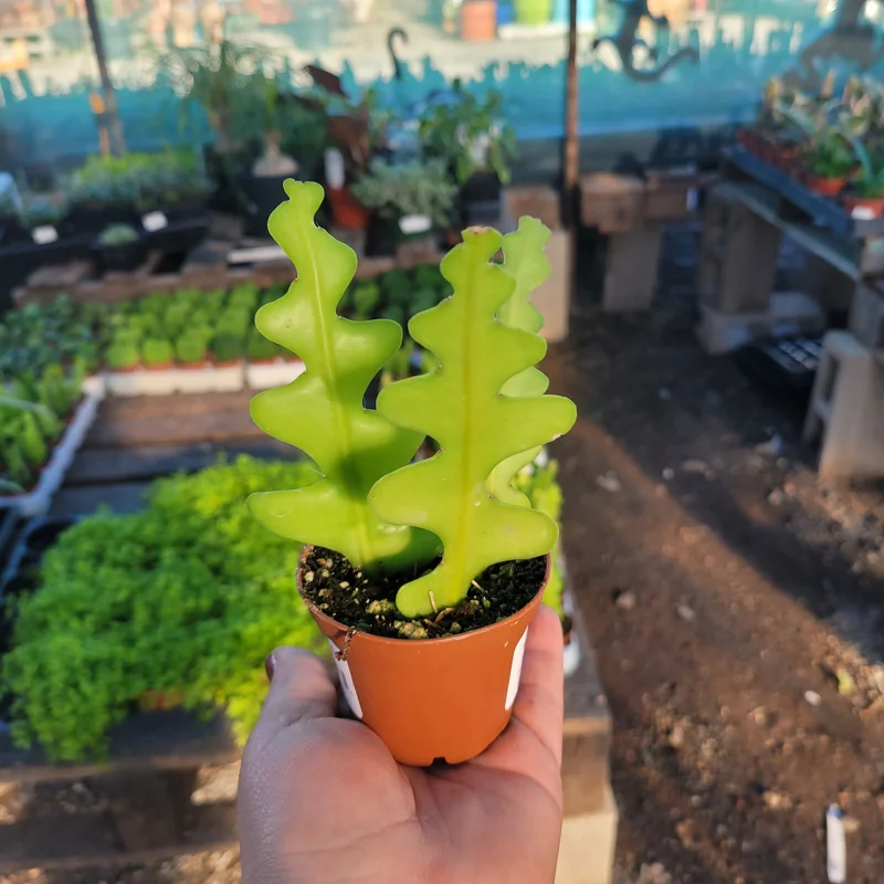 Fishbone Cactus Live Plant - Epiphyllum Anguliger Ric Rac Zig Zag Tropical Houseplant - Image 2