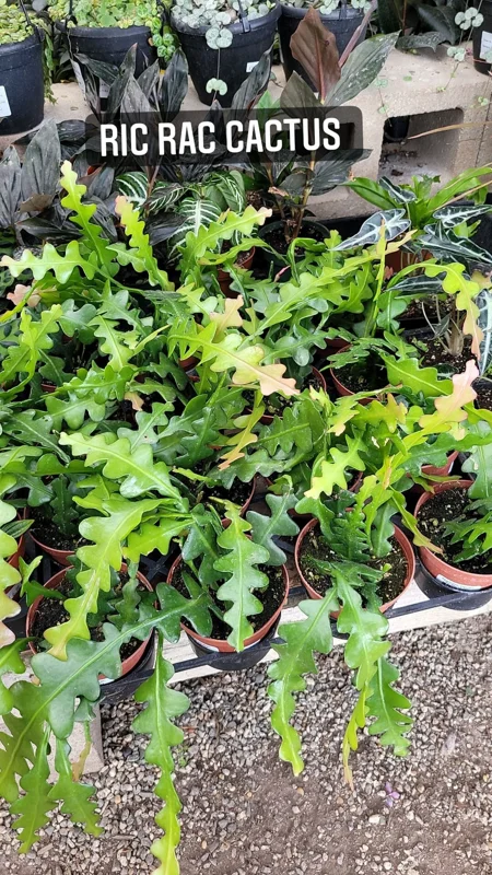 Fishbone Cactus Live Plant - Epiphyllum Anguliger Ric Rac Zig Zag Tropical Houseplant - Image 1