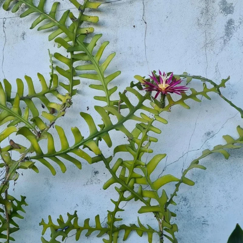 Fishbone Cactus Live Plant - Epiphyllum Curly Sue Succulent for Hanging Baskets Fishbone Cactus Live Plant - Epiphyllum Curly Sue Succulent for Hanging Baskets - Image 2