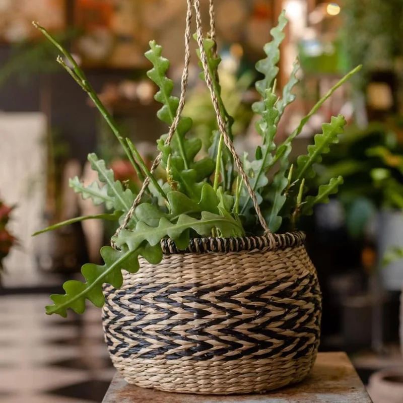 Fishbone Cactus Live Plant - Epiphyllum Curly Sue Succulent for Hanging Baskets Fishbone Cactus Live Plant - Epiphyllum Curly Sue Succulent for Hanging Baskets - Image 3