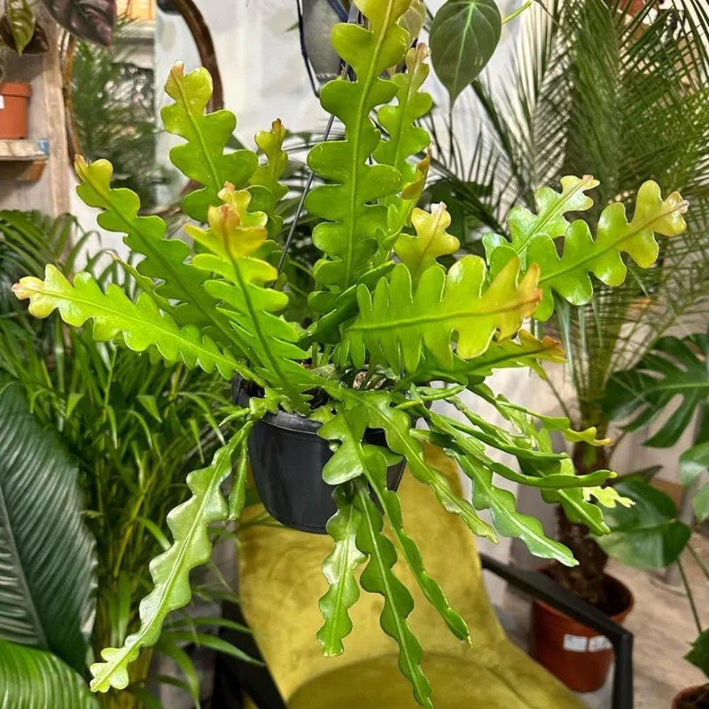 Fishbone Cactus Live Plant - Epiphyllum Curly Sue Succulent for Hanging Baskets Fishbone Cactus Live Plant - Epiphyllum Curly Sue Succulent for Hanging Baskets - Image 4