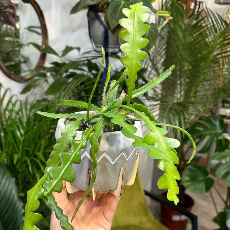 Fishbone Cactus Live Plant - Epiphyllum Curly Sue Succulent for Hanging Baskets Fishbone Cactus Live Plant - Epiphyllum Curly Sue Succulent for Hanging Baskets - Image 5