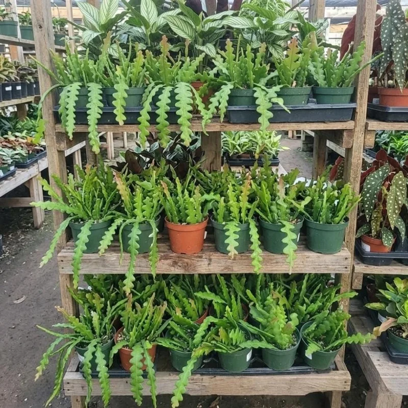 Fishbone Zig Zag Cactus Live Plant – Trailing Succulent – Indoor/Outdoor - Image 2