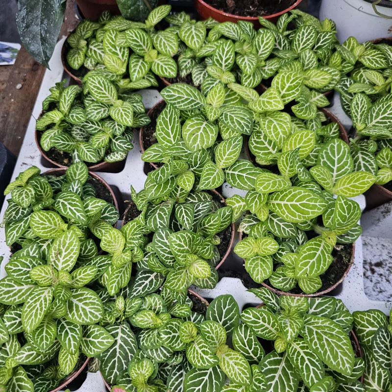 Fittonia Joly Lemon Nerve Plant Live Plant - 2 inch Pot - Indoor Fittonia Joly Lemon Nerve Plant Live Plant - 2 inch Pot - Indoor - Image 2