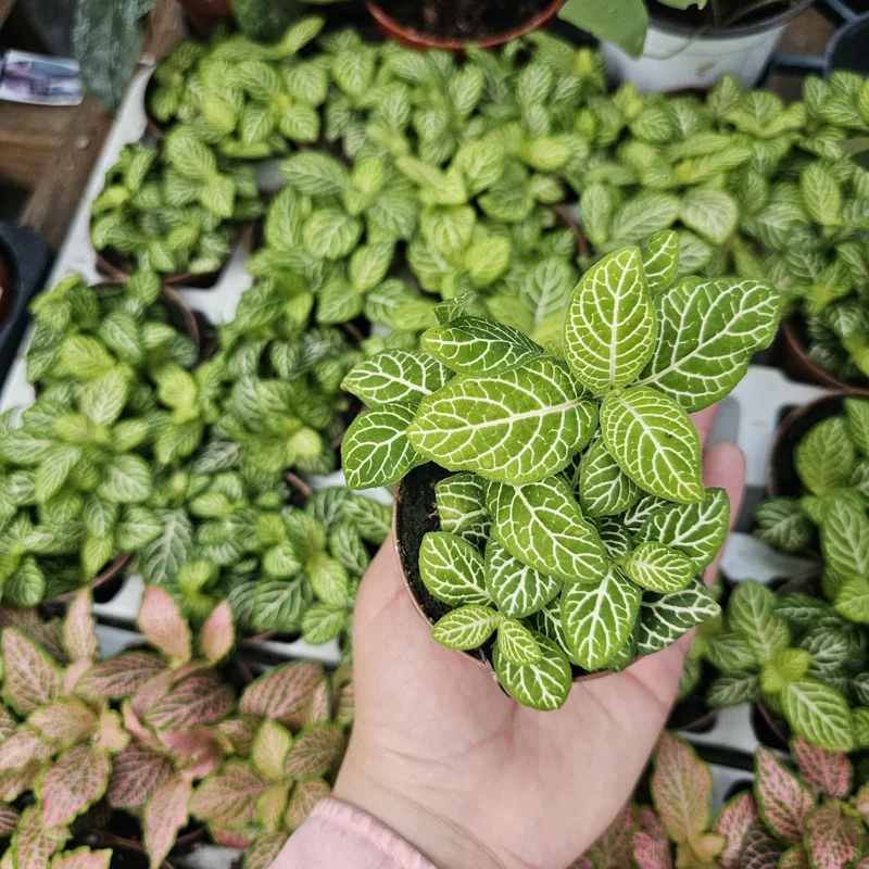 Fittonia Joly Lemon Nerve Plant Live Plant - 2 inch Pot - Indoor Fittonia Joly Lemon Nerve Plant Live Plant - 2 inch Pot - Indoor - Image 3