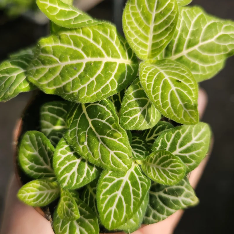 Fittonia Joly Lemon Nerve Plant Live Plant - 2 inch Pot - Indoor Fittonia Joly Lemon Nerve Plant Live Plant - 2 inch Pot - Indoor - Image 4