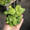 Fittonia Joly Lemon Nerve Plant Live Plant - 2 inch Pot - Indoor Fittonia Joly Lemon Nerve Plant Live Plant - 2 inch Pot - Indoor - Image 1
