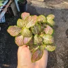 Fittonia Ruby Lime Live Plant - 2 inch Pot | Indoor Nerve Plant - Image 1