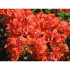 Flame Bougainvillea Live Plant – 3 Pack – Orange-Red Flowers – 4-8 Inch Tall Vine - Image 1