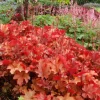 Flame Heuchera Starter Plant - Orange Red Coral Bells, 5-7 Inch Tall Perennial - Image 1
