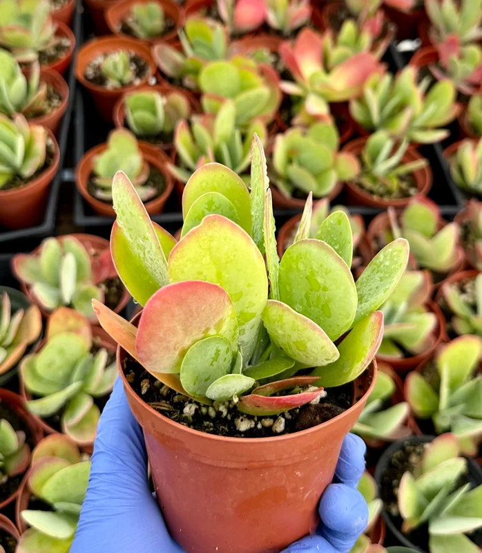 Flapjack Succulent Live Plant – Kalanchoe luciae – 4 Inch Potted Indoor Plant Flapjack Succulent Live Plant – Kalanchoe luciae – 4 Inch Potted Indoor Plant - Image 2