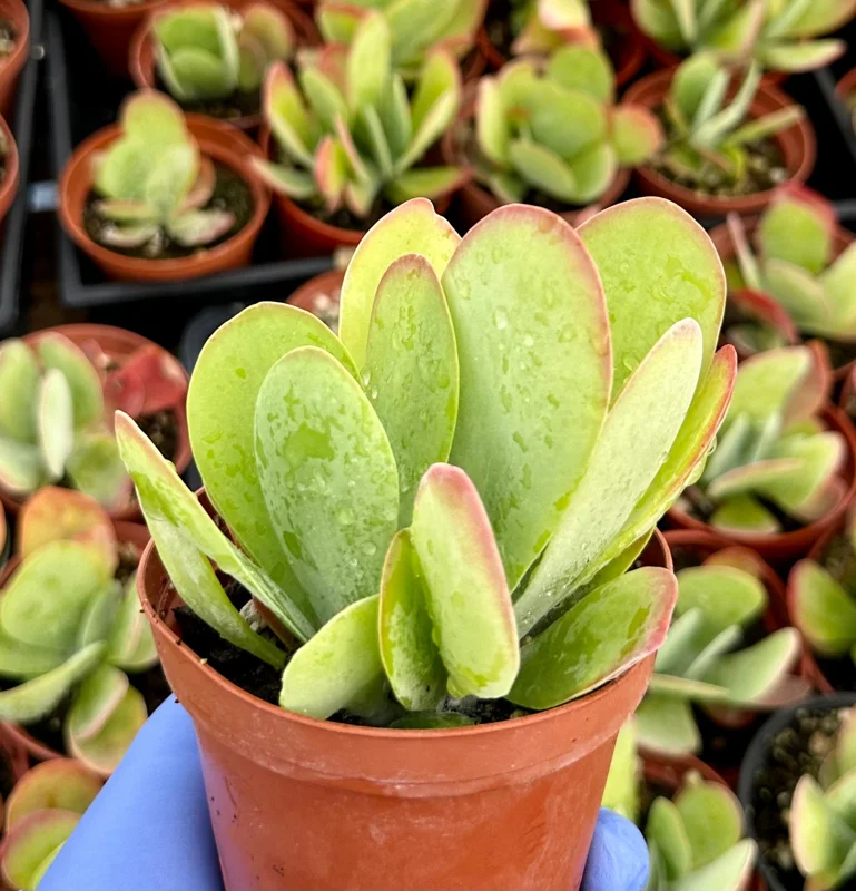 Flapjack Succulent Live Plant – Kalanchoe luciae – 4 Inch Potted Indoor Plant Flapjack Succulent Live Plant – Kalanchoe luciae – 4 Inch Potted Indoor Plant - Image 3