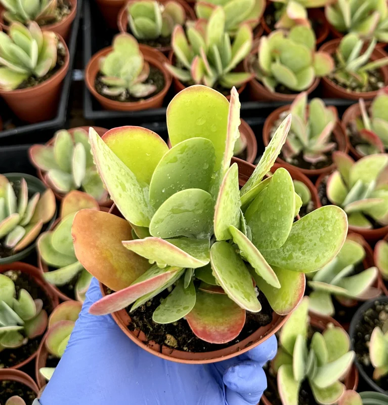 Flapjack Succulent Live Plant – Kalanchoe luciae – 4 Inch Potted Indoor Plant Flapjack Succulent Live Plant – Kalanchoe luciae – 4 Inch Potted Indoor Plant - Image 4