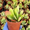 Flapjack Succulent Live Plant – Kalanchoe luciae – 4 Inch Potted Indoor Plant Flapjack Succulent Live Plant – Kalanchoe luciae – 4 Inch Potted Indoor Plant - Image 1