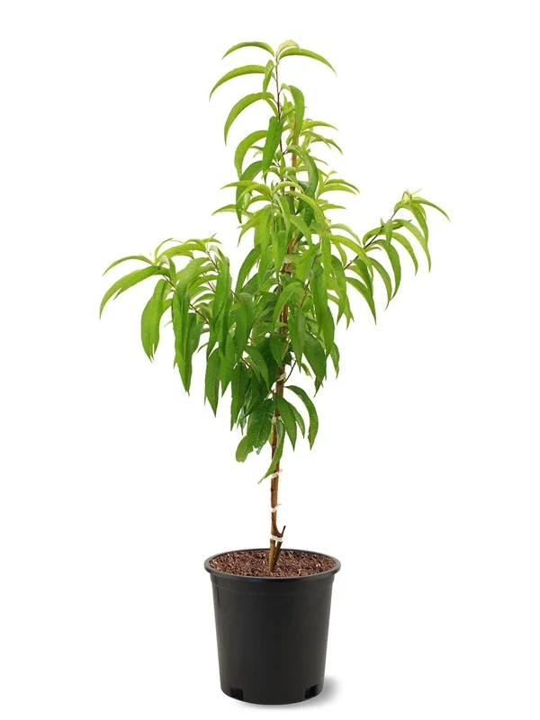 Flordaking Peach Tree Live Plant – 3-4 Ft Tall – 5-Gallon Pot – Outdoor Fruit Tree - Image 2