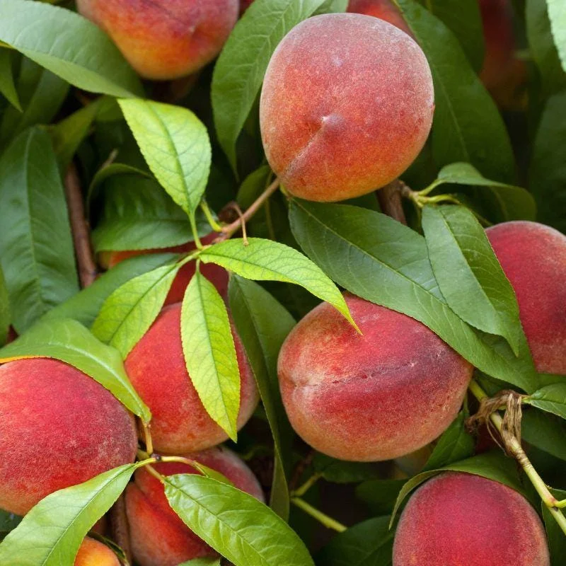 Flordaking Peach Tree Live Plant – 3-4 Ft Tall – 5-Gallon Pot – Outdoor Fruit Tree - Image 1