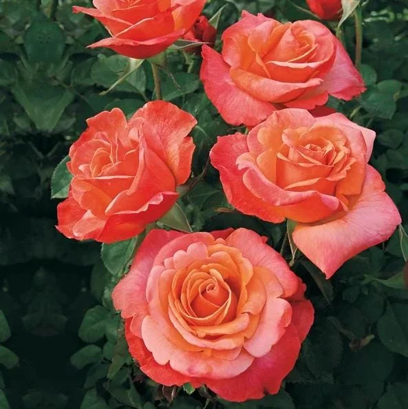 Floribunda Rose Live Plant 5-8 Inch Tall - Colorful Outdoor Garden Bush Starter - Image 2