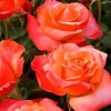 Floribunda Rose Live Plant 5-8 Inch Tall - Colorful Outdoor Garden Bush Starter Floribunda Rose Live Plant 5-8 Inch Tall - Colorful Outdoor Garden Bush Starter - Image 1