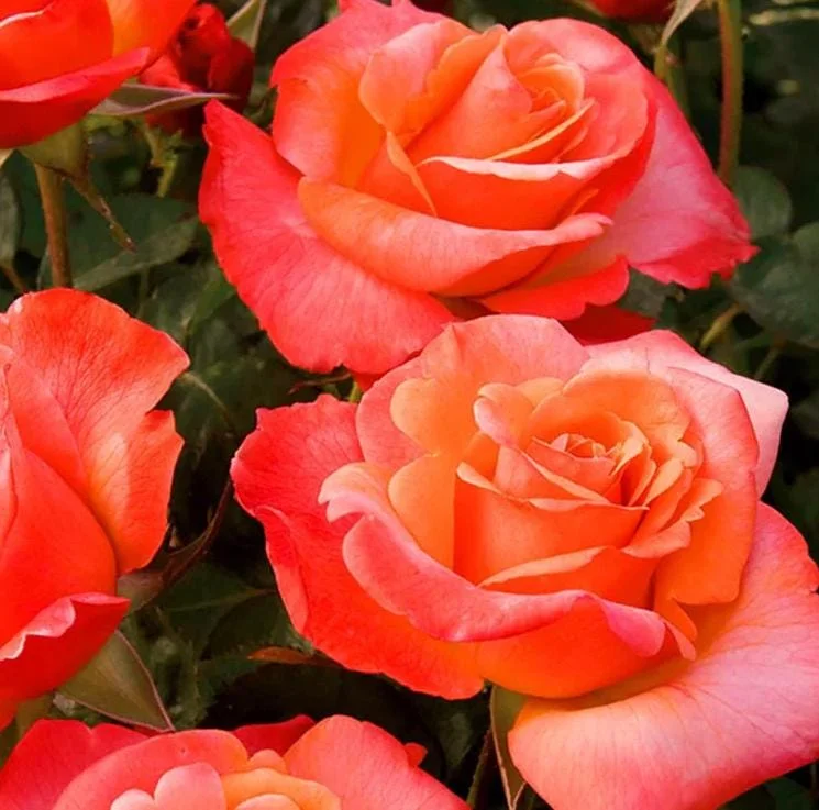 Floribunda Rose Live Plant 5-8 Inch Tall - Colorful Outdoor Garden Bush Starter - Image 1