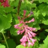 Flowering Currant Live Plant – 2-4" Tall in 3-4" Pot – Pink to Red Blooms Flowering Currant Live Plant – 2-4" Tall in 3-4" Pot – Pink to Red Blooms - Image 1