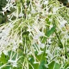 Flowering Tobacco Seeds – White Nicotiana Sylvestris – 500 Seed Pack – Outdoor Annual Flower - Image 1