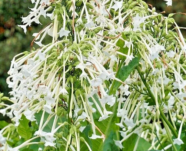 Flowering Tobacco Seeds – White Nicotiana Sylvestris – 500 Seed Pack – Outdoor Annual Flower - Image 1